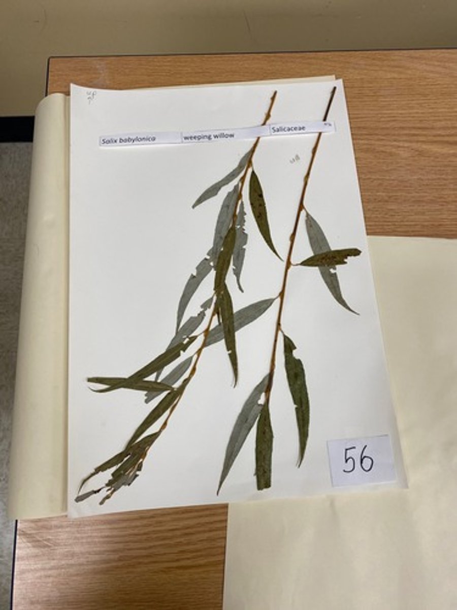 <p>Salix babylonica (Salicaceae)</p>