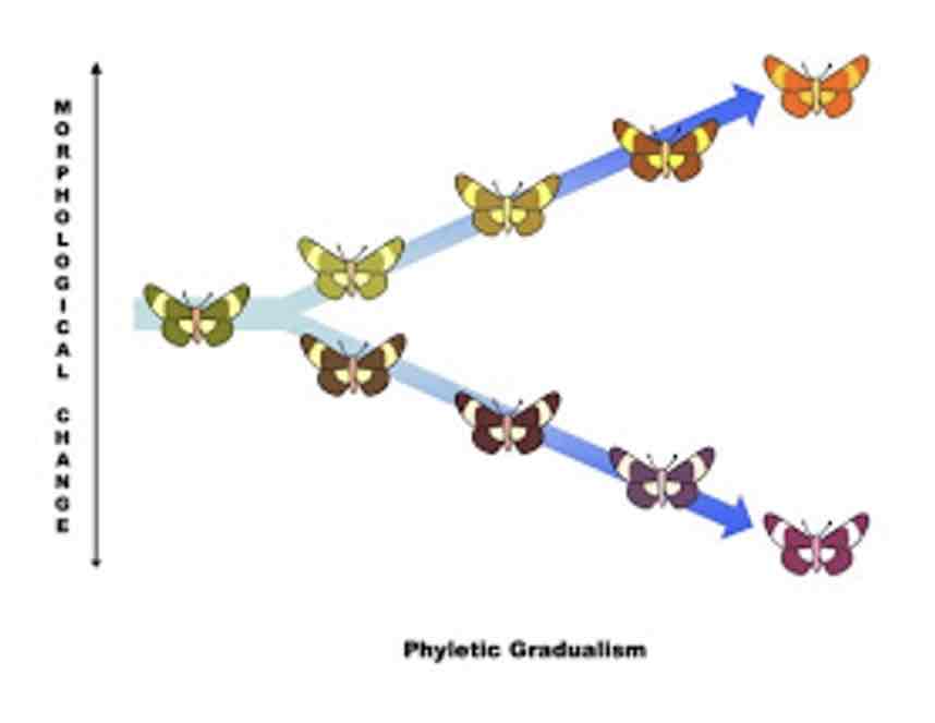 <p>Phyletic Gradualism</p>