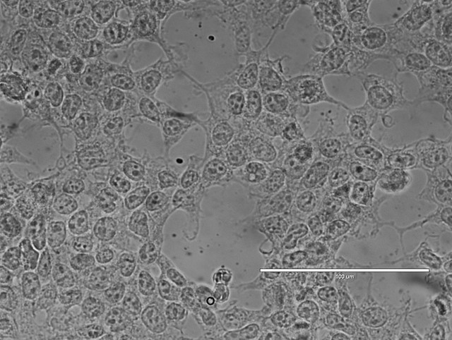 Brightfield microscopy