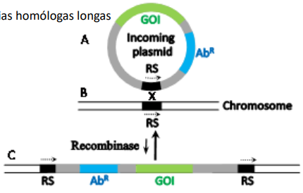 <p>• Não são necessárias sequências homólogas longas </p><p>• Ocorre em locais específicos </p><p>• Catalizada por recombinases</p>