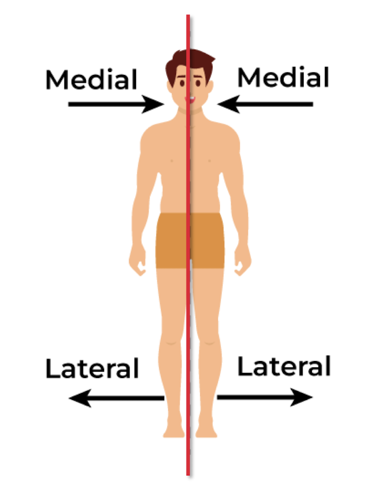 <ul><li><p><strong>medial</strong> - towards the midline of the body (i.e. nose is medial to eyes)</p></li><li><p><strong>lateral</strong> - away from midline of the body (i.e. eyes are lateral to nose)</p></li></ul><p></p>
