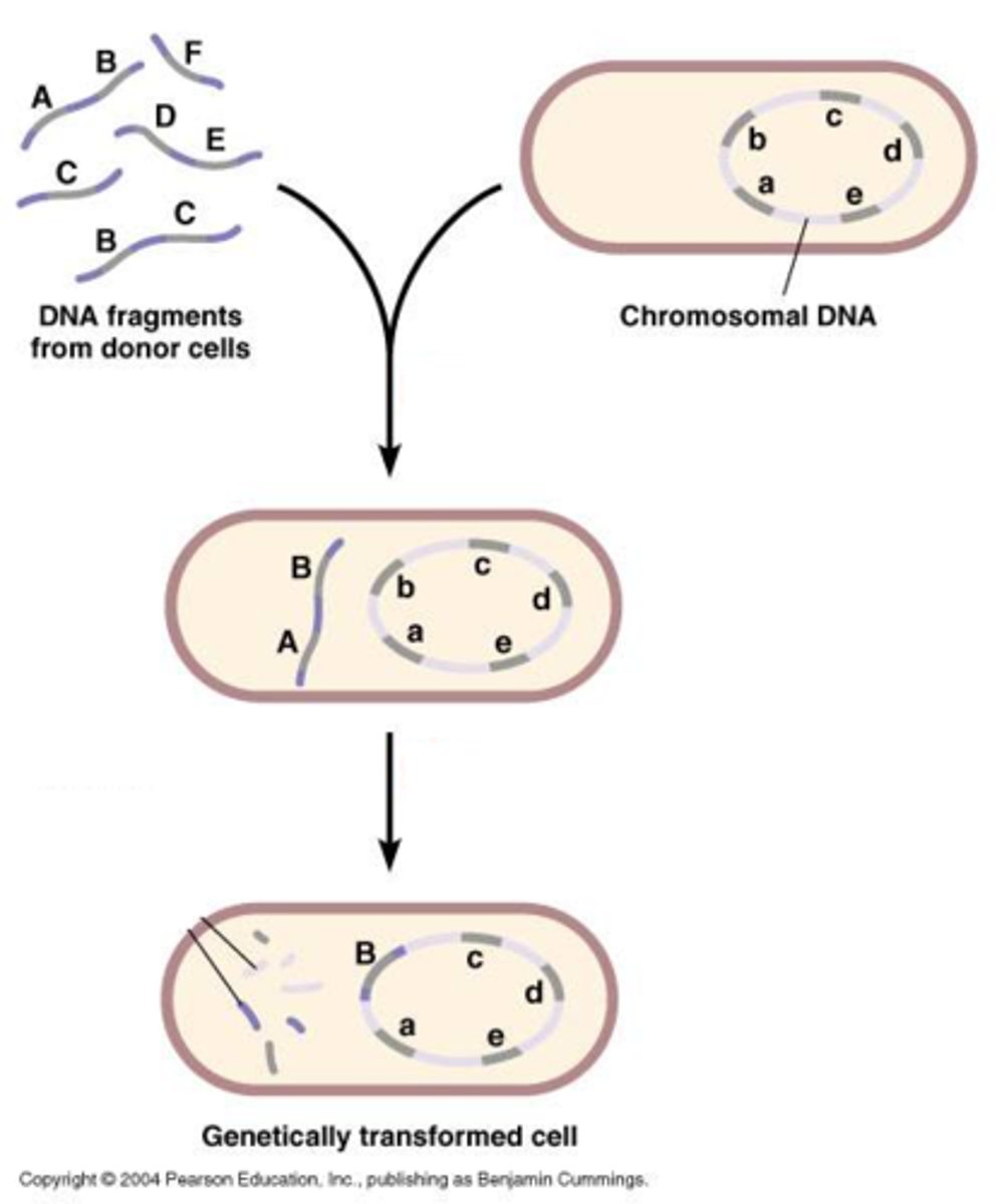 <p>(genetics) modification of a cell or bacterium by the uptake and incorporation of exogenous DNA</p>