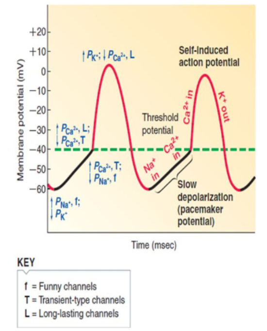 <ul><li><p>opening, Na+, funny channels, Ca2+</p></li><li><p>closure, K+</p></li></ul><p></p>