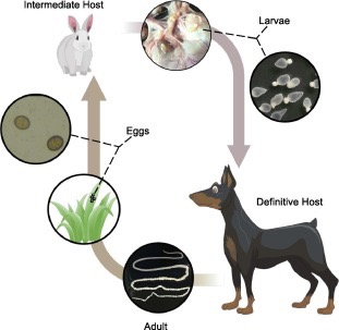 <p>What is Taenia pisciformis?</p>