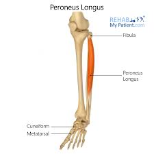 <p>Peroneus longus insertion</p>