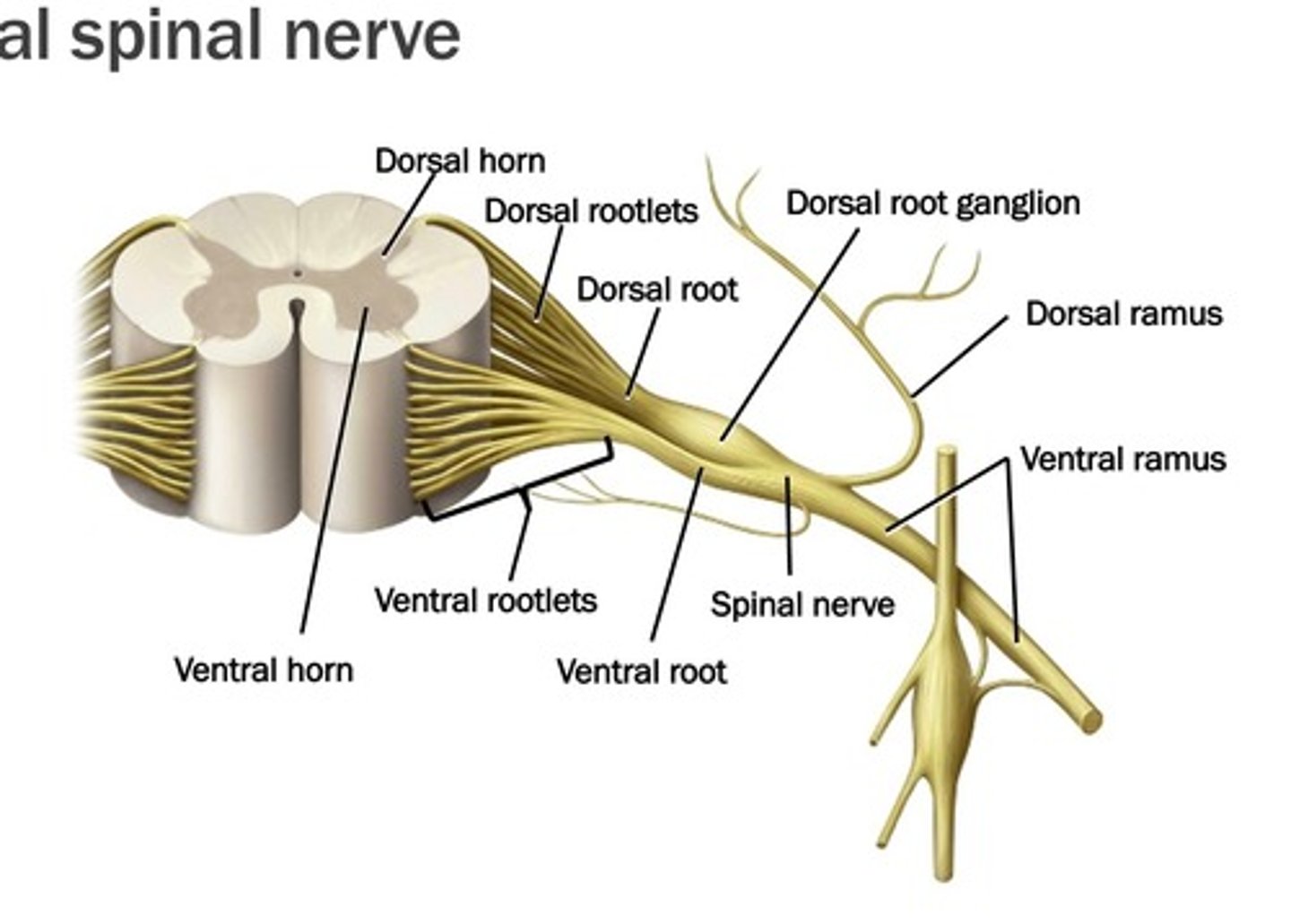 <p>draw the typical spinal nerve</p>