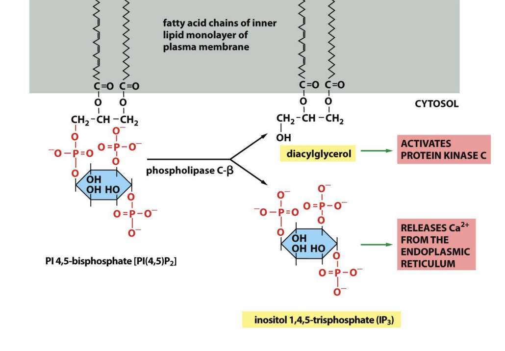 <p><strong>Phospholipase C beta:</strong></p><p>Cleaves phospholipid in membrane from fatty acid tail</p><ul><li><p>hydrolyses phosphatidyl inositl 4,5 bisphosphate (PIP<sub>2</sub>)</p></li></ul><p>→ to form</p><ul><li><p>inositol 1,4,5-trisphosphate (IP<sub>3</sub>) (free to move)</p></li><li><p>+ diacyl glycerol (DAG) (stays in membrane)</p></li></ul><p>also</p><p><strong>PLC:</strong></p><ul><li><p>plasma-membrane localised enzyme</p></li></ul><p></p>