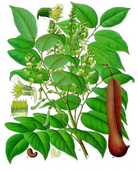 term image