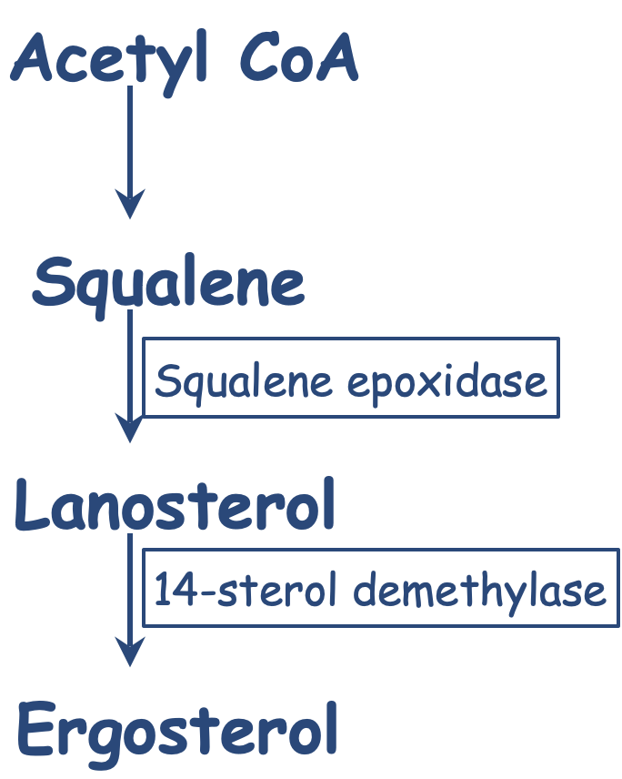 <p>Enzymes:&nbsp;</p><ul><li><p>Squalene epoxidase&nbsp;</p></li><li><p>14-sterol demethylase&nbsp;</p></li></ul><p></p><p>Lanosterol: precursor molecule&nbsp;</p><p></p>