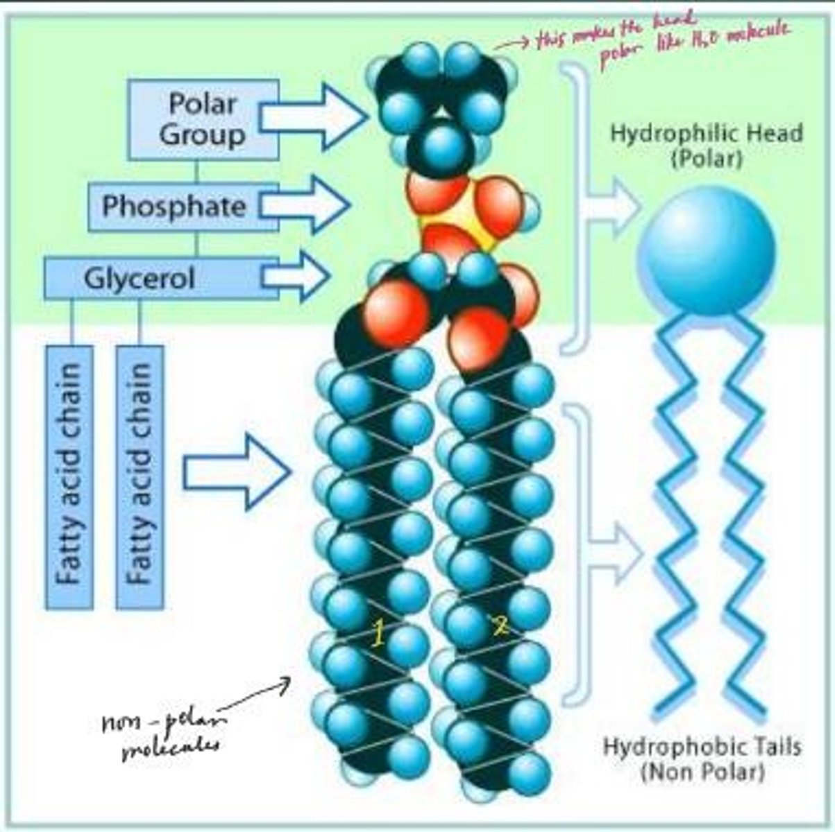 <p>They have a hydrophilic head and two hydrophobic fatty acid tails.</p>