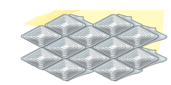 <p>What are these structures and in what Phylum can they be found?</p>