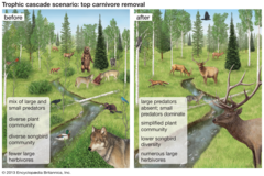when one organism has a 'cascade' like affect on the rest of the ecosystem