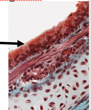 <p>long: wat wordt er aangeduid</p>
