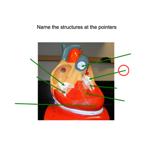 term image