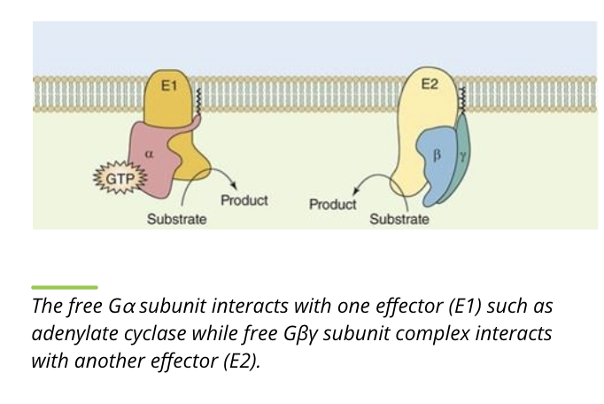 <ul><li><p>while separated, the alpha and beta/gamma subunits bind downstream targets, propagating the signal pathway</p></li></ul><p></p>