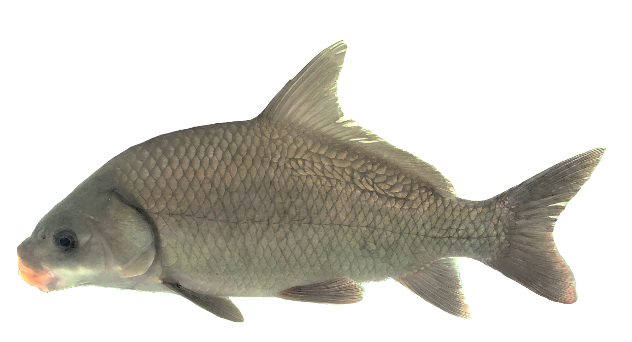 <p><span>- lighter color</span></p><p><span>- Sickle shaped Dorsal fin</span></p><p><span>- Deep body Narrow shape with keel on Dorsal portion of the fish</span></p>