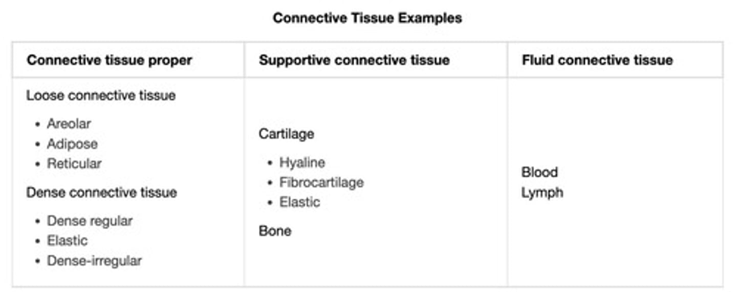 <p>Includes blood and lymph</p>