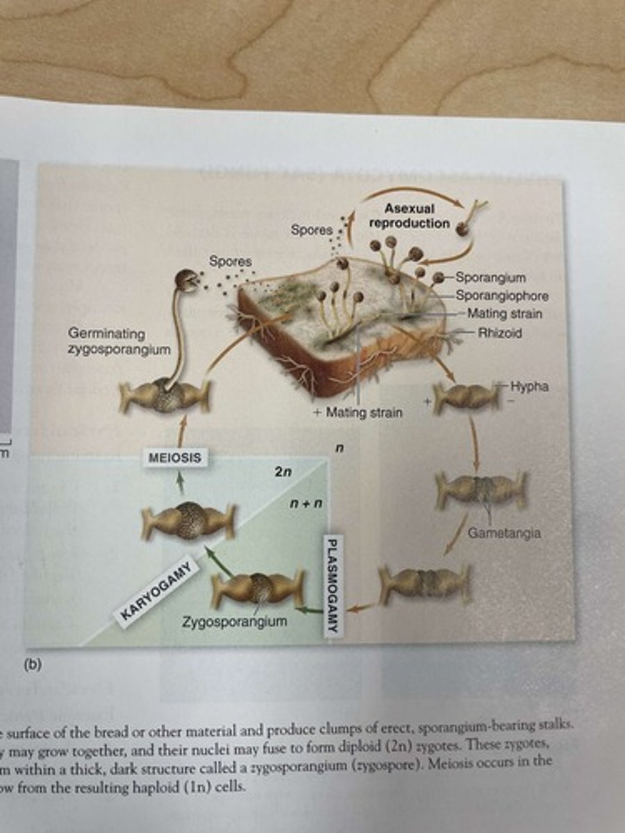 <p>ex) common bread molds or molds</p><p>-asexual reproductive structure= sporangia</p><p>-asexual spore= spore</p><p>-sexual reproductive structure= zygosporangia</p><p>-sexual spore= zygospore</p><p>-sporocarp= N/A</p>
