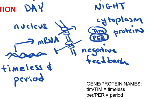 <ul><li><p>cycle of ~24 hrs that persists without external cues </p></li><li><p>regulated by a negative feedback loop</p></li></ul><p></p>