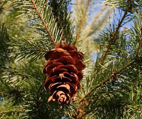 <p>(Pseudotsuga menziesii)</p>