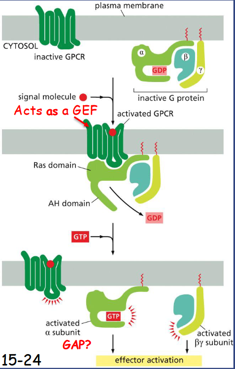 <p>GPRCs</p><p>G-protein coupled receptor (GPCR) situates near a trimeric G protein. Both G-alpha and G-gamma are anchored to the membrane (movie 15-2).</p><p>Once bound by a signaling molecule, GPCR acts like a GEF (Guanine nucleotide exchange factor) to induce alpha subunit to release GDP and bind GTP.</p><p>The receptor is then separated from the G-alpha and G-beta-gamma is released.</p><p>Regulator of G-protein signaling (RGS) interacts with G-alpha and acts as a GTPase activating protein (GAP) to shut off G- protein-mediated responses</p>