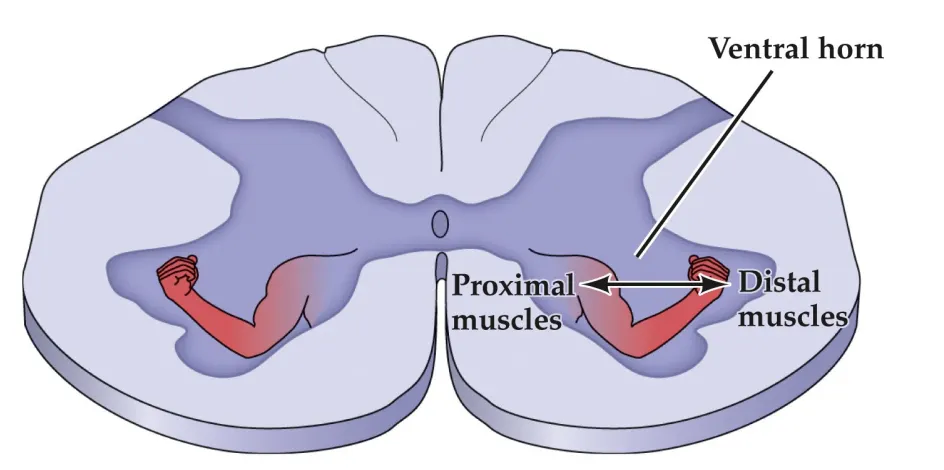 <p>lateral</p>