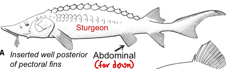 <p>Abdominal; Inserted well posterior to the pectoral fins.</p>