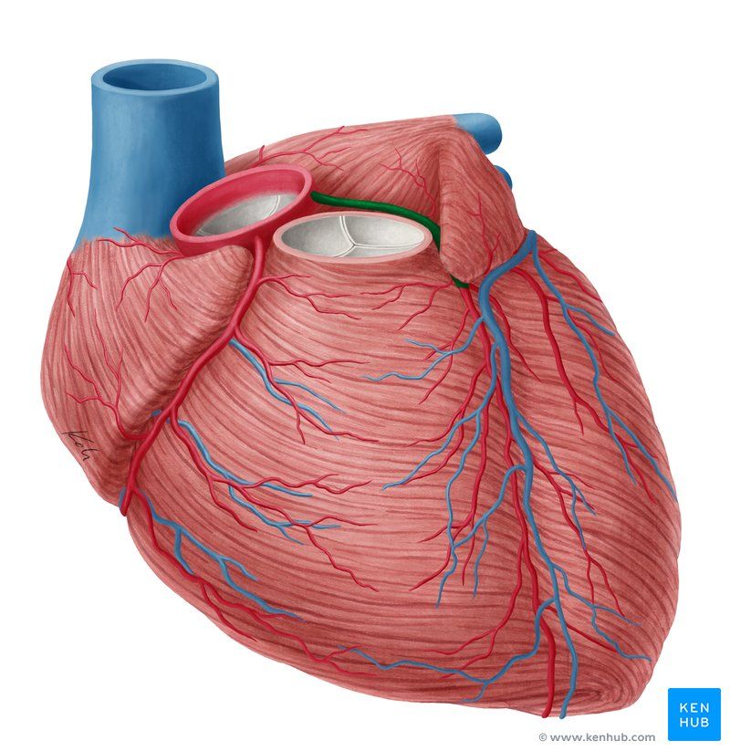 <p>left coronary artery</p>
