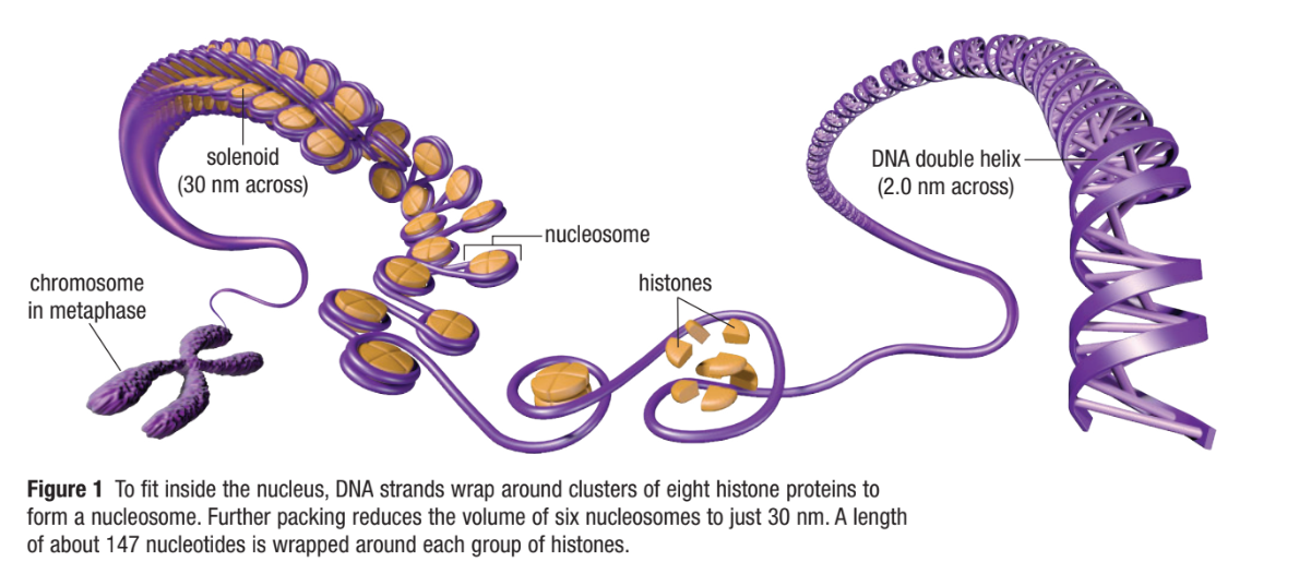 <ul><li><p><span>A group of 6 nucleosomes coiled into cylindrical fibers&nbsp;</span></p></li><li><p><span>Further reducing the volume of DNA</span></p></li><li><p><span>Solenoids act as strong storage units for non-coding sequences of DNA to protect it from potential damage</span></p></li><li><p><span>DNA during interphase in form of nucleosomes or solenoids</span></p></li></ul><p></p>