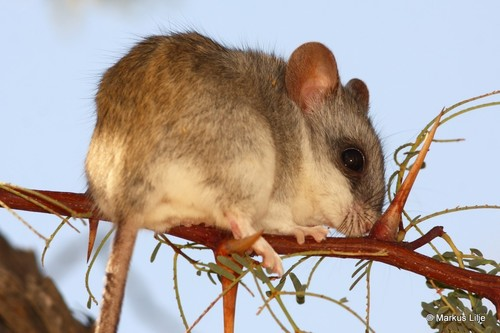 <p>Vic Falls, Chobe NP, Okavango Delta, Bagani, Grootfontein, Etosha NP, Spitzkoppe, Sesriem, Bethanie, Orange river, Kruger NP</p>