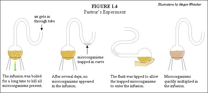 <ul><li><p>disproved spontaneous generation </p></li><li><p>Contaminated flask neck does not contaminate the sterile liquid until the flask is tipped and the liquid mixes with the contaminated particles causing it to putrefy</p></li></ul><p></p>