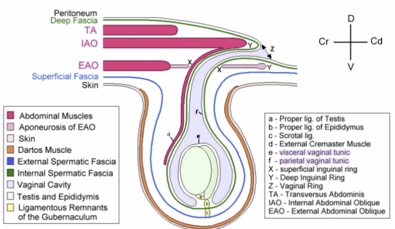 Internal spermatic fascia