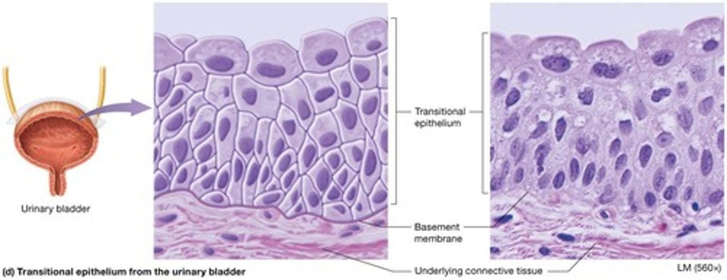 <p>Cuboidal basal cell layers and dome-shaped apical cell layers present in relaxed tissue, allowing tissues to stretch.</p>