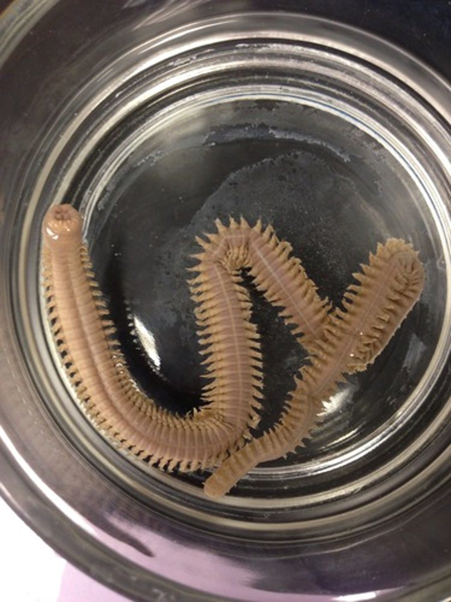 <p>-marine and mobile</p><p>-most have parapodia: paddle like appendages for locomotion</p><p>-parapodium have Chaetae: bristly chitinous projections</p>