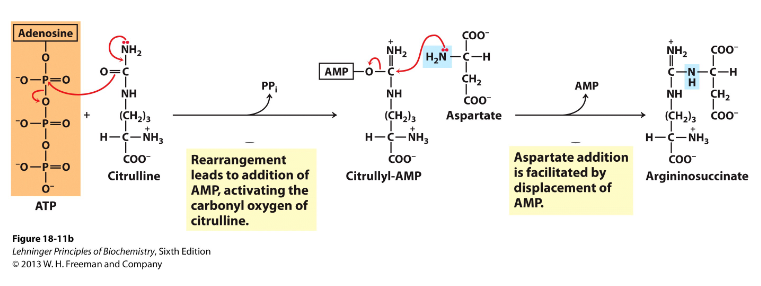 <p>Making Urea - 1N from Asp</p>