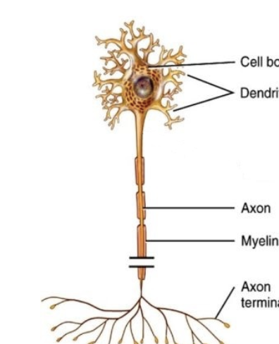 <p> (efferent)</p><p>Causes muscles to contract or glands to secret</p>