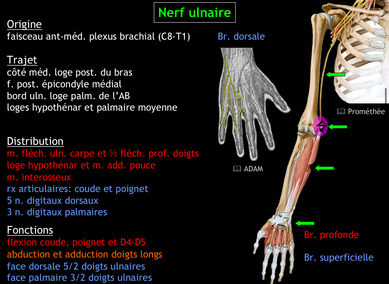 <p>Réponse : La moitié médiale de la main, avec une innervation plus étendue sur la face dorsale que sur la face palmaire</p>