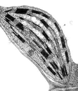 <p>STRUCTURE <br>Small, flat organelle in photosynthesising cells <br>Double membrane <br>Thylakoids are flat discs with pigment/chlorophyll in and enzymes<br>Grana - stacked thylakoids <br>Lamellae are flattened membranes which connect grana to transport chemicals<br>Stroma is the fluid with starch granules in <br><br>FUNCTION<br><span style="color: #e42099">Site of photosynthesis , contains dna and ribosomes for protein synthesis for photosynthesis</span></p><p><span style="color: #e42099">contains chlorphyll for the absorption of light for photsynthesis</span><br>Light dependent on thylakoids and lamellae <br>Light independent in stroma which contains enzymes for it <br>Grana absorb light efficiently</p>