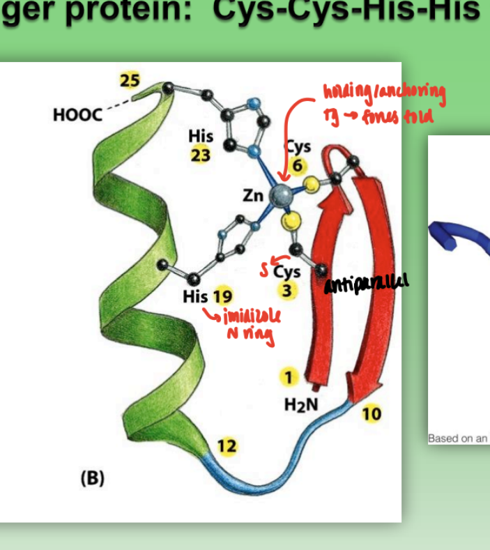 <ul><li><p>combination of beta sheet, alpha helix, and random coil</p></li><li><p>Cys-Cys-His-His family</p><ul><li><p>2 His = imidazole ring</p></li><li><p>2 Cys = S</p></li></ul></li><li><p>Zn anchors structures and forces fold</p></li><li><p>very strong ability to bind protein → often attached to DNA</p></li><li><p>when multiple zinc fingers bound tg = at least one able to bind to DNA</p><ul><li><p>via alpha helix&nbsp;and protruding R groups w/ specificity to bind grooves</p></li></ul></li></ul><p></p>