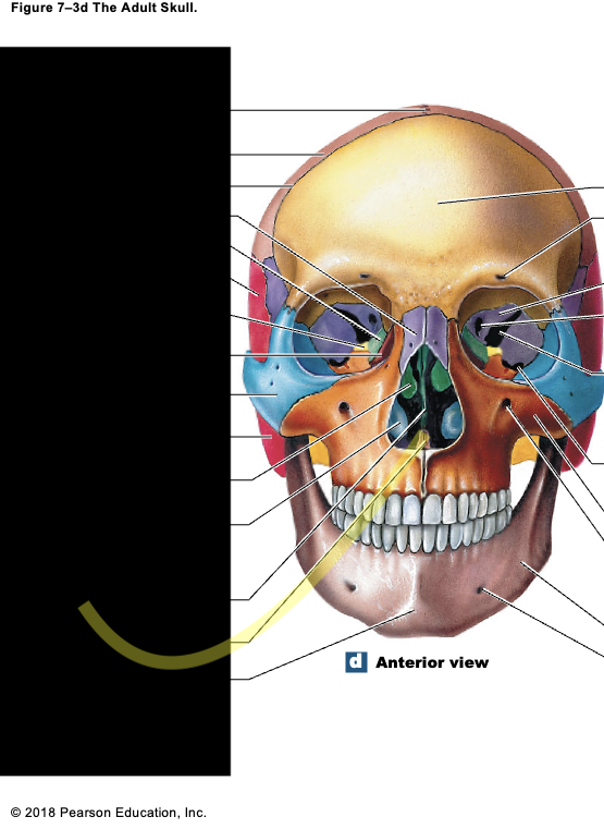 <p><strong>(1) </strong>vomer; bottom of the nasal cavity </p>
