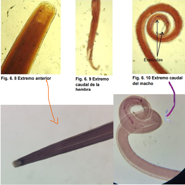 <ul><li><p>localización: estómago</p></li><li><p>Huésped intermediario: mosca doméstica; haematobia</p></li><li><p>Huésped final: equino</p></li><li><p>Ciclo de vida indirecto </p></li><li><p>Delgados, blanquecinos y translucido</p></li><li><p>Cavidad bucal cilíndrica y bien desarrollada, tiene dos labios trilobulados y puede presentar alas cervicales y papilas cervicales</p></li><li><p>M: par de espiculas y tienen la cola enrollada en espiral.</p></li><li><p>H: cola en forma cónica</p></li></ul>