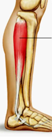 <p>action: plantar flexion</p>