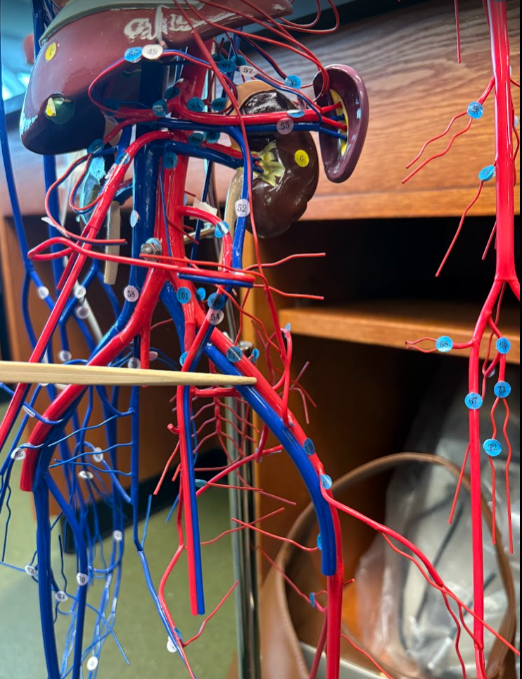<p>External iliac artery (113)</p>