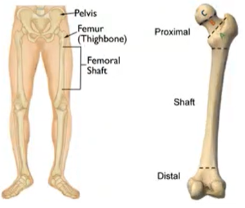 <p>long, cylindrical midsection of a long bone, between the ends</p>
