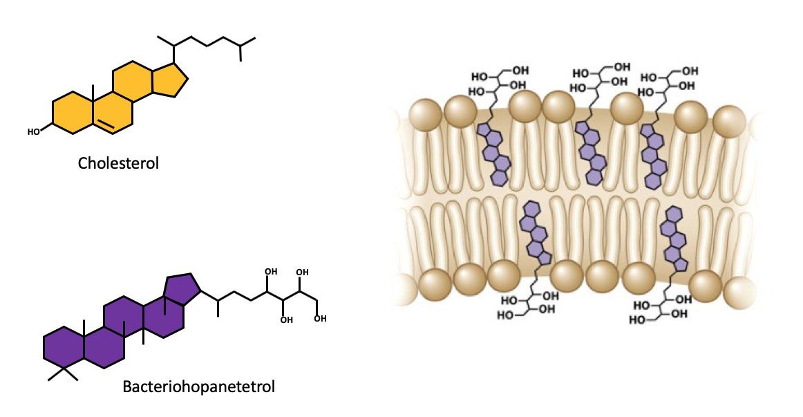 <p>Hopanoids are condense phospholipids that stabilize the cell membrane, regulate fluidity, increase membrane viscosity, and decrease permeability dependent upon conditions.</p>