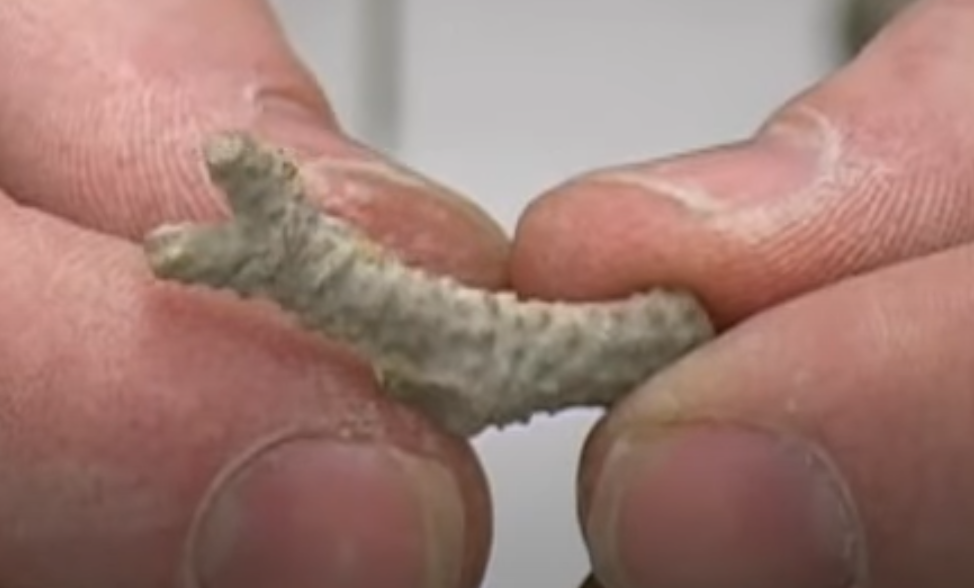 <p>What is this a fossil of?</p>