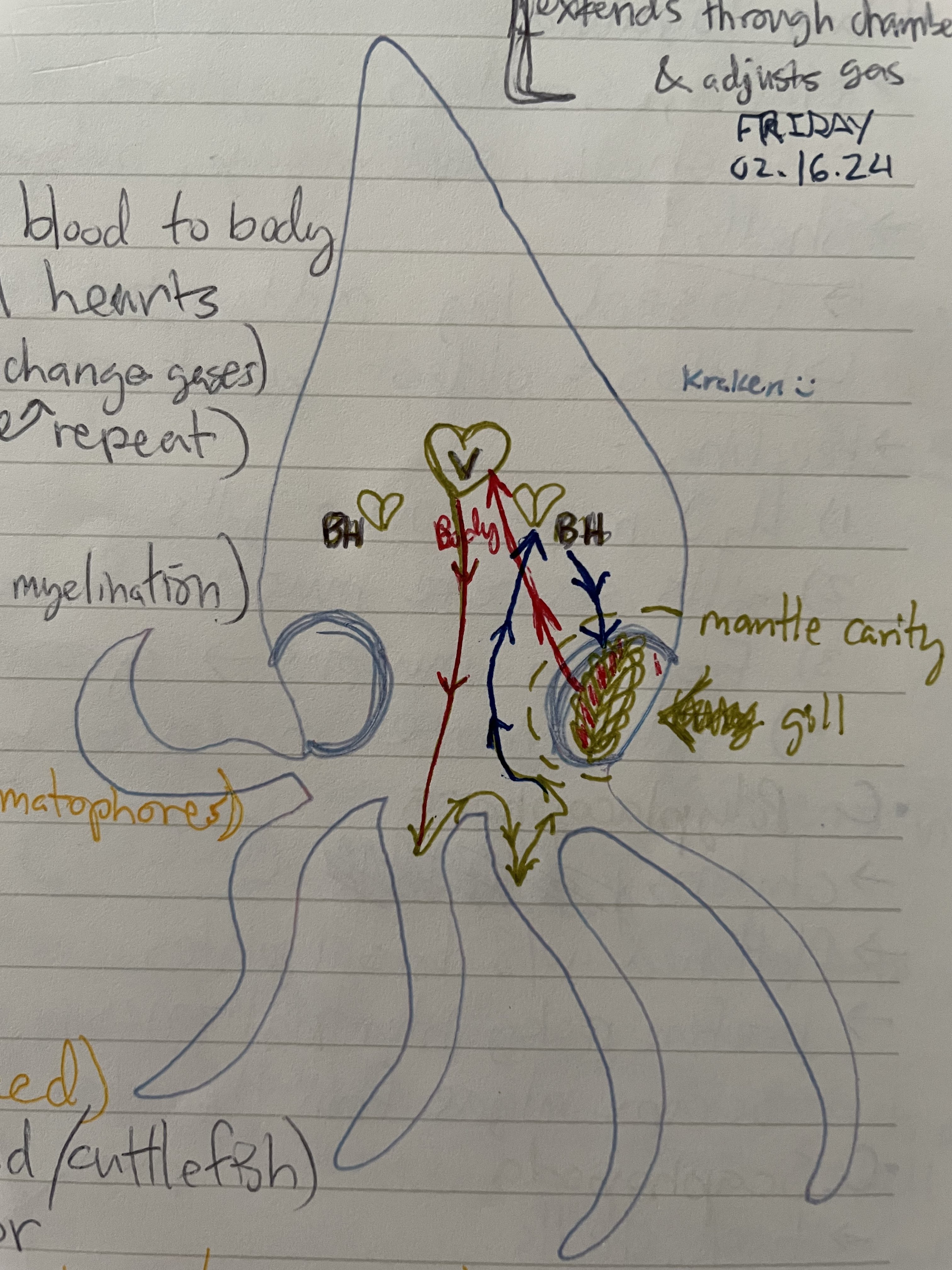 <p>increase in oxygen demands increase in size</p><p>1) ventricle contracts → oxygenated blood to body</p><p>2) deoxygenated blood returns to branchial hearts</p><p>3) branchial hearts contract to gills (exchange gases)</p><p>4) blood returns to ventricle</p>