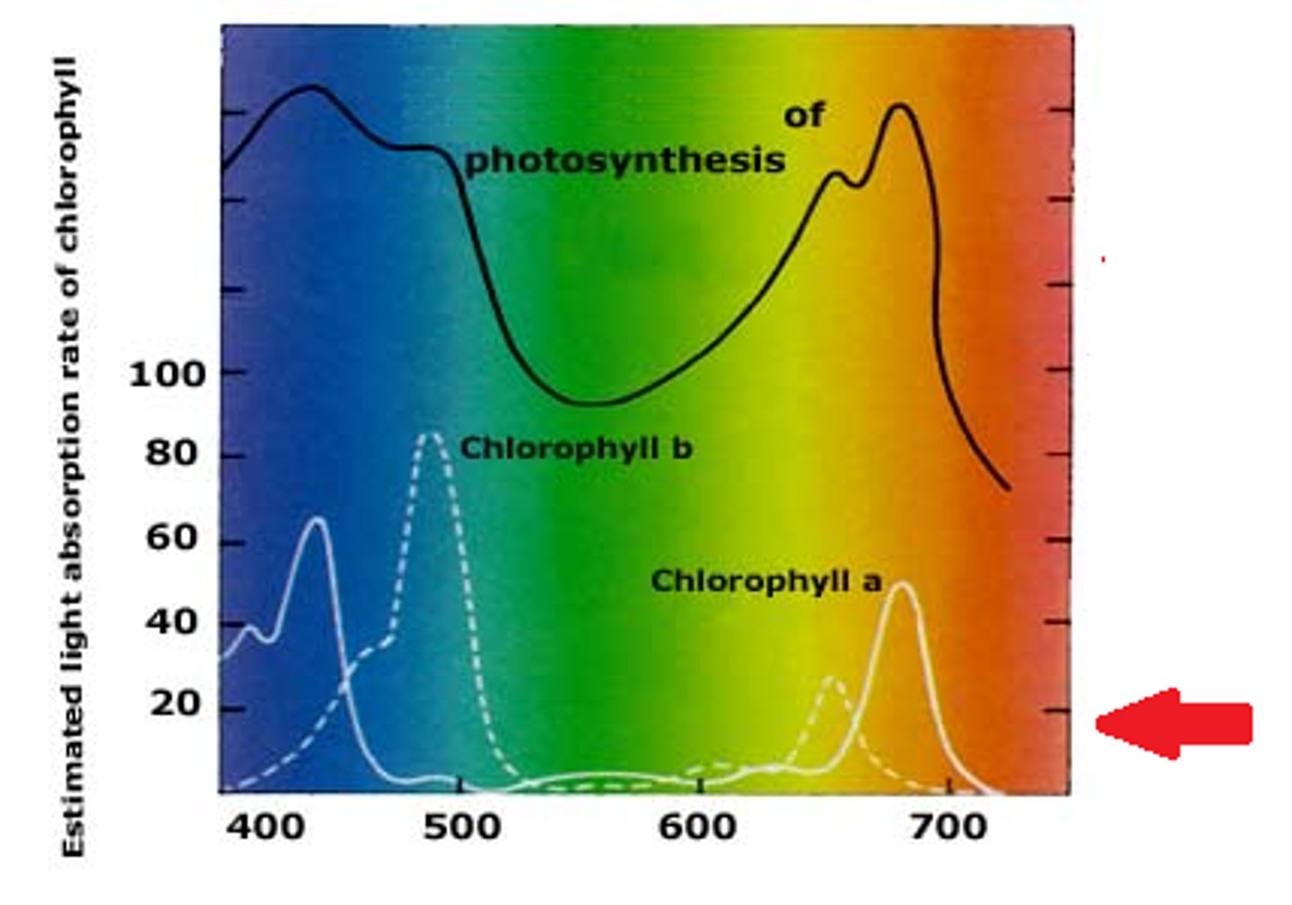 <p>The spectrum used to measure absorption where various wavelengths of light represent different colors of light</p>