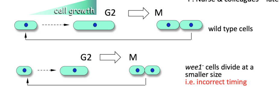 <ul><li><p>Mutant→ cells divide at smaller size</p><ul><li><p>So M phase must be starting sooner</p></li><li><p>Before it has grown to critical size</p></li><li><p>incorrect timing</p></li></ul></li></ul><p>THEREFORE:</p><ul><li><p>wee1 gene must code for something that <strong>ensures the cell waits till grown</strong></p><ul><li><p>i.e stops the M phase progressing</p></li></ul></li></ul><p></p>
