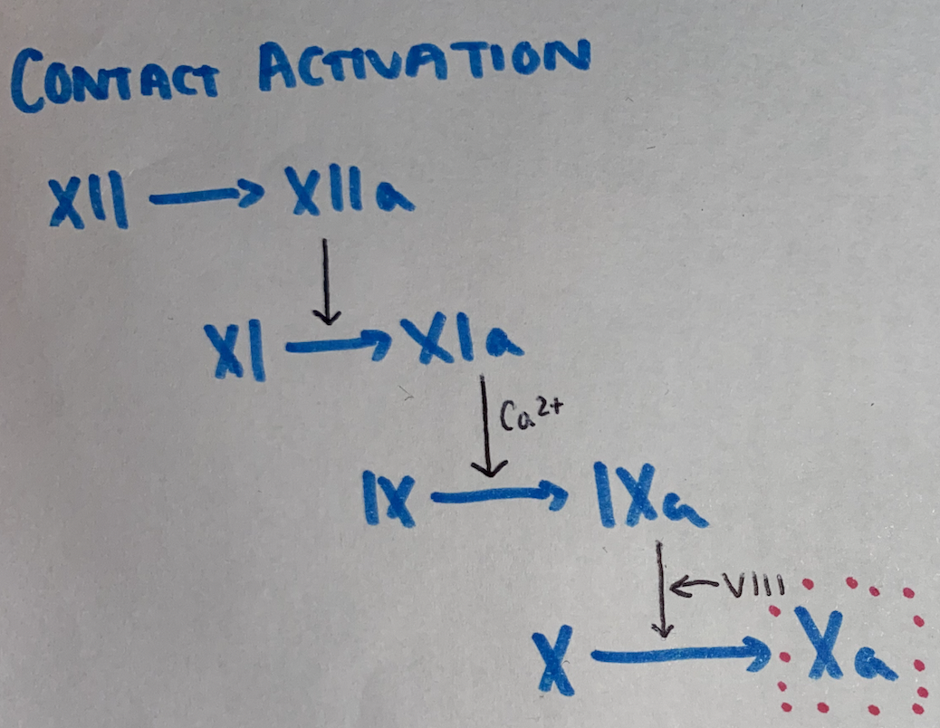 contact activation
XII -> XIIa
XI -> XIa
IX -> IXa + VIIIa
X -> Xa 
common pathway